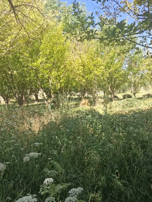 زمین  ۴۵۰ متری باغی  در گوار