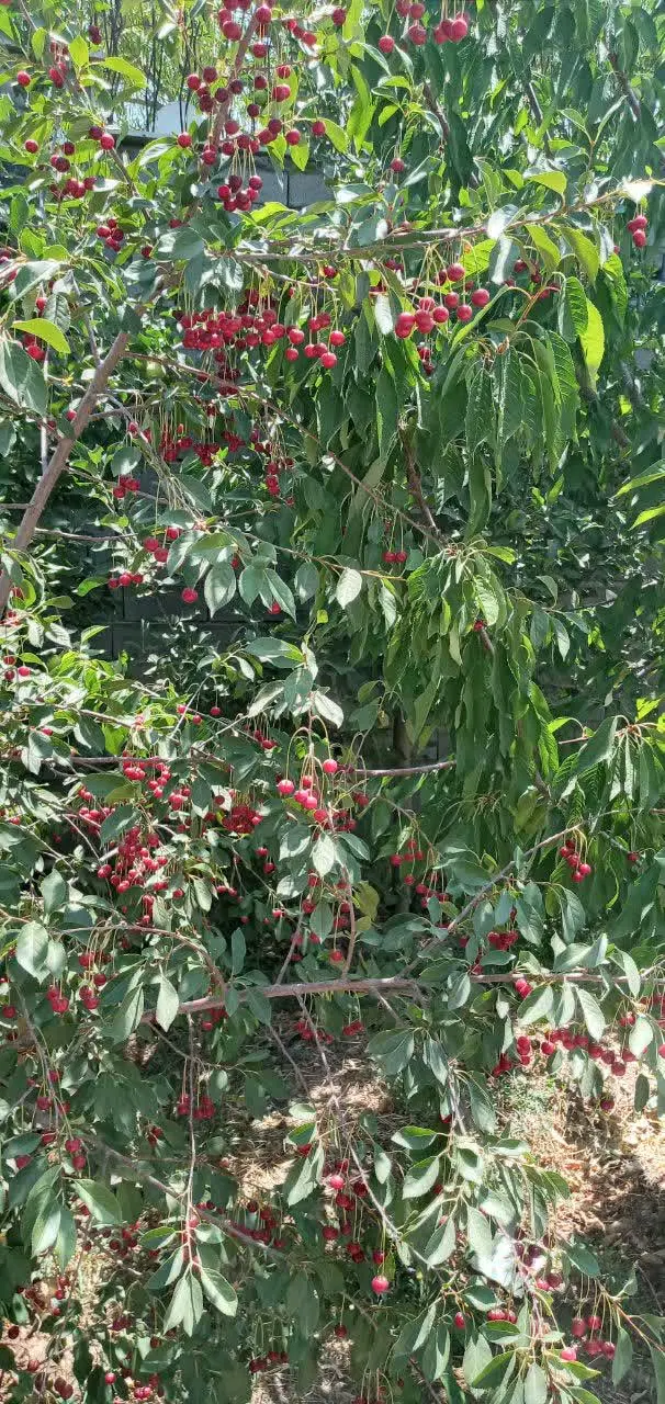 باغ ۱۲۰۰ متری آبسرد سند تک برگ،دور دیوار،علمک گاز