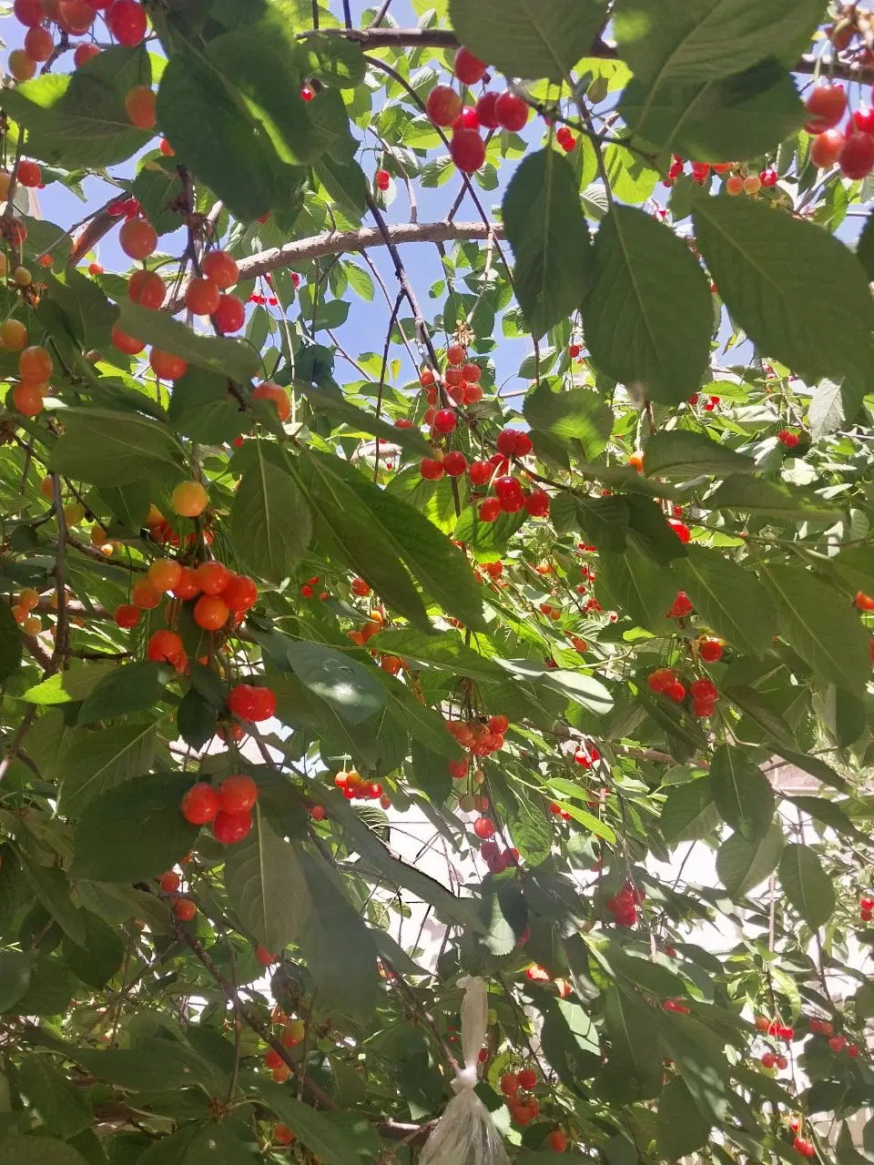 خونه باغ در باغشهر ساوالان