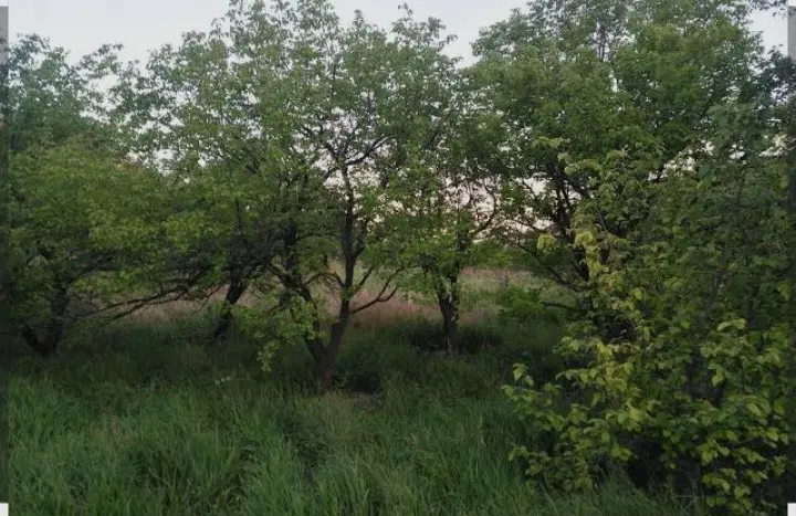 یک قطعه باغ