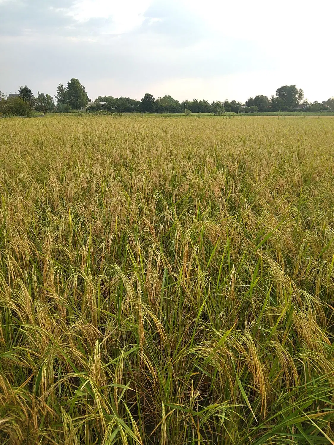 زمین کشاورزی