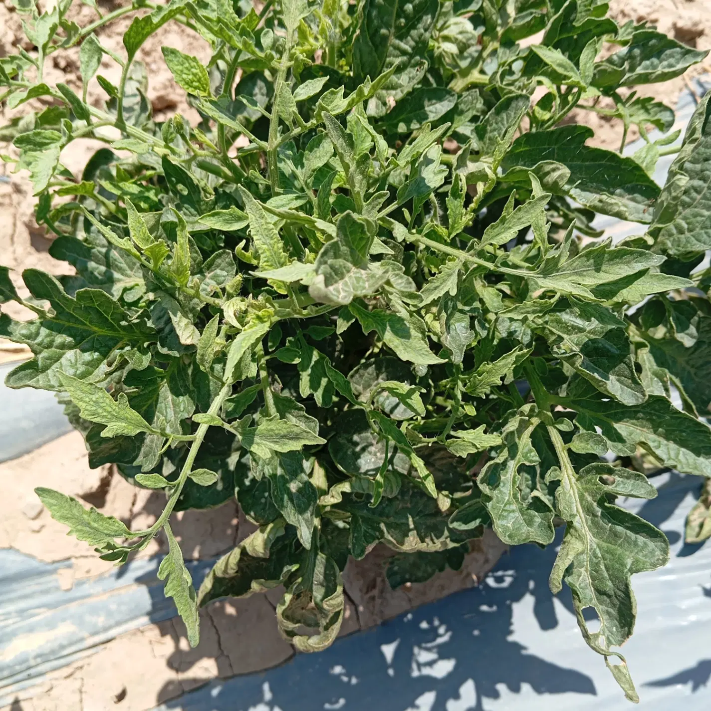 باغ ویلا