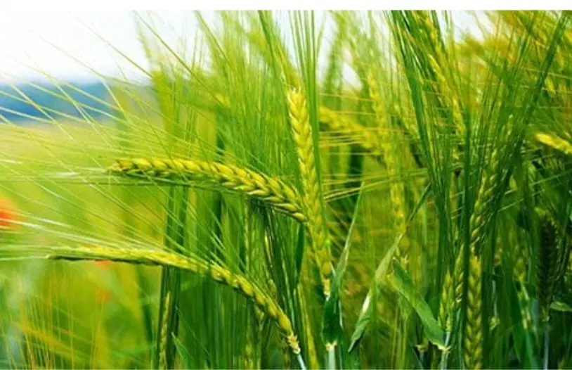 زمین کشاورزی درود فرامان