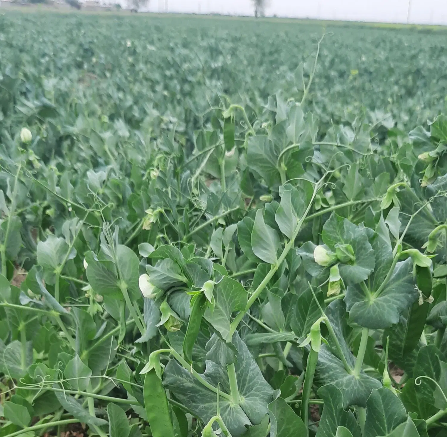 فروش زمین زراعتی بمساحت ۵۰۰۰متر ،روستای قزلجه ماتی