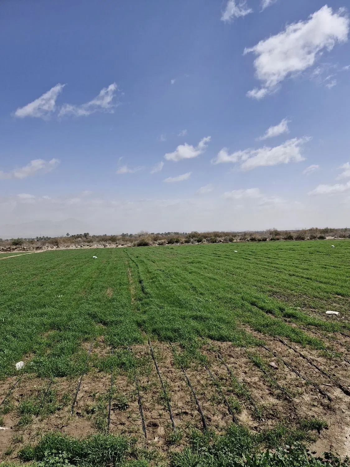یک هکتارزمین کشاورزی پشت سیلو