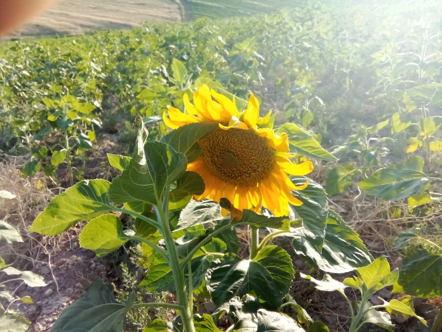 اجاره زمین کشاورزی