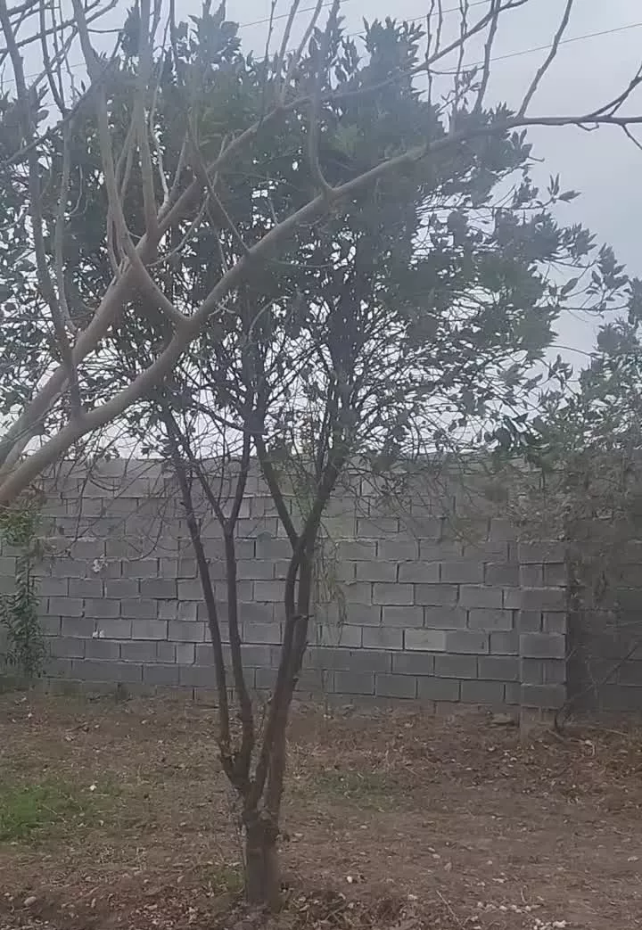 ویلا باغ