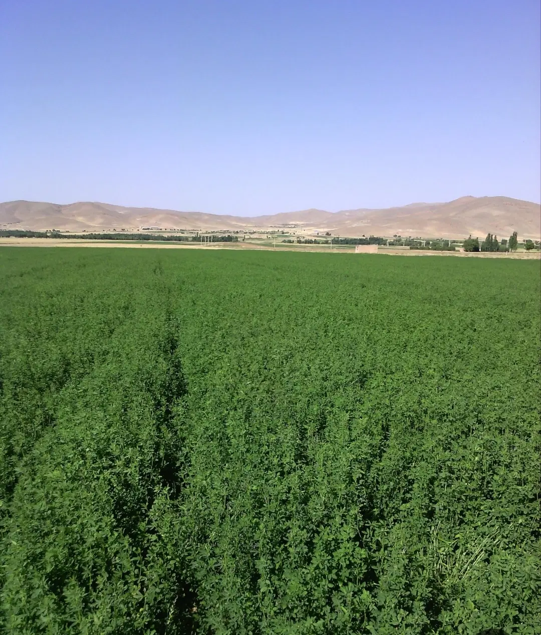 زمین چغاهروشی پشت روستا