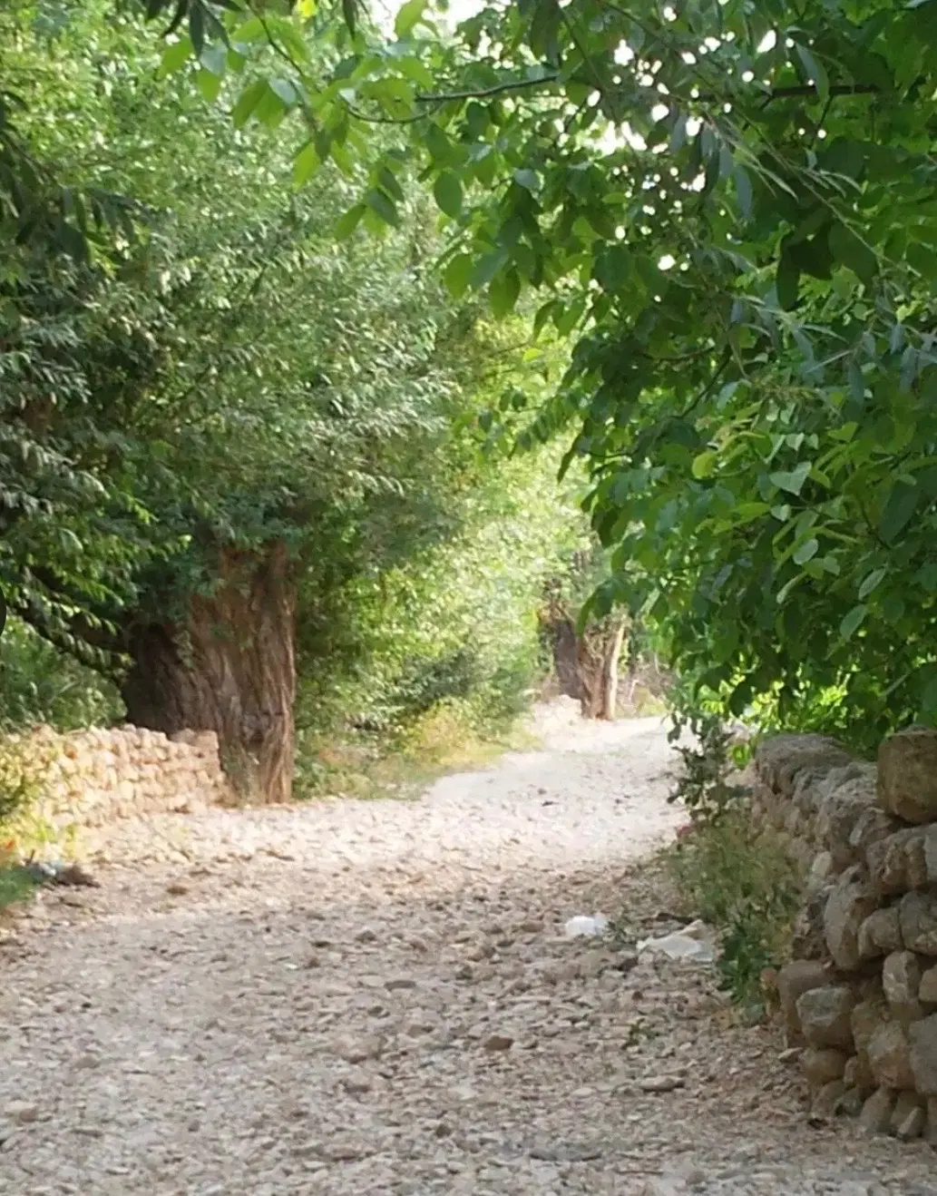 باغ قدمت دار۸۰ساله در روستای ورزنه جاده تفرش