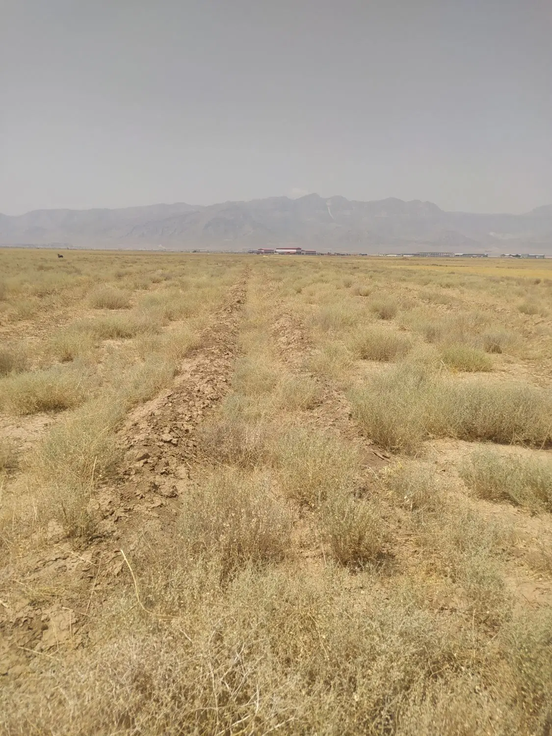 دو قطعه نیم هکتاری مخصوصا کشت پسته