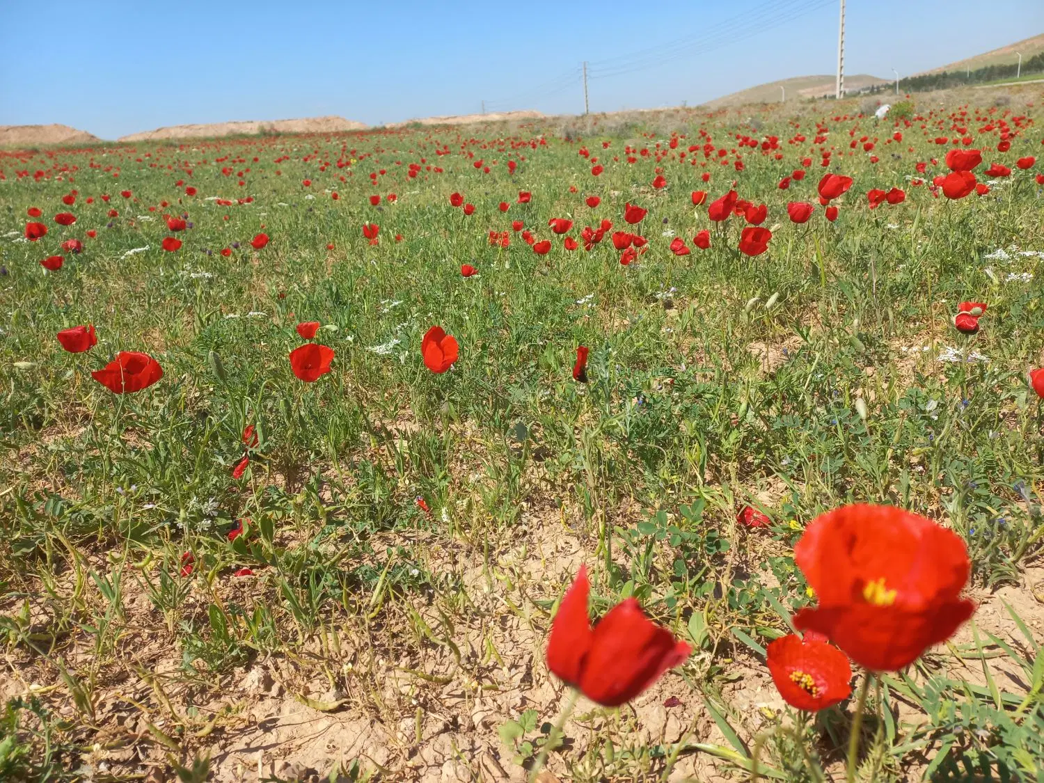 فروش زمین