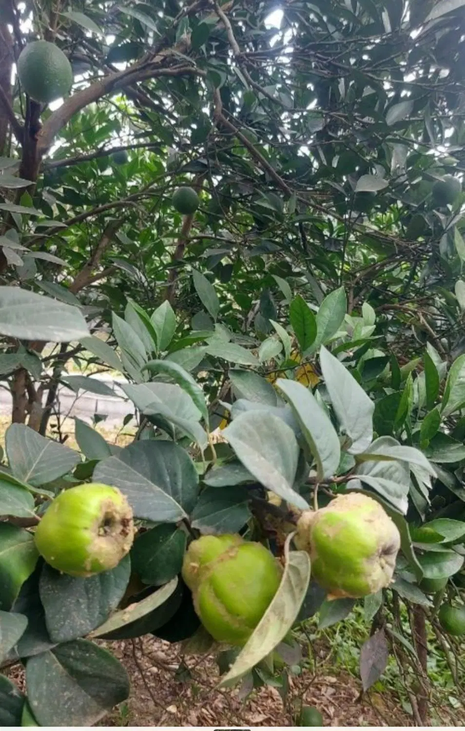 فروش زمین مسکونی275متر  روستای الله رودبار