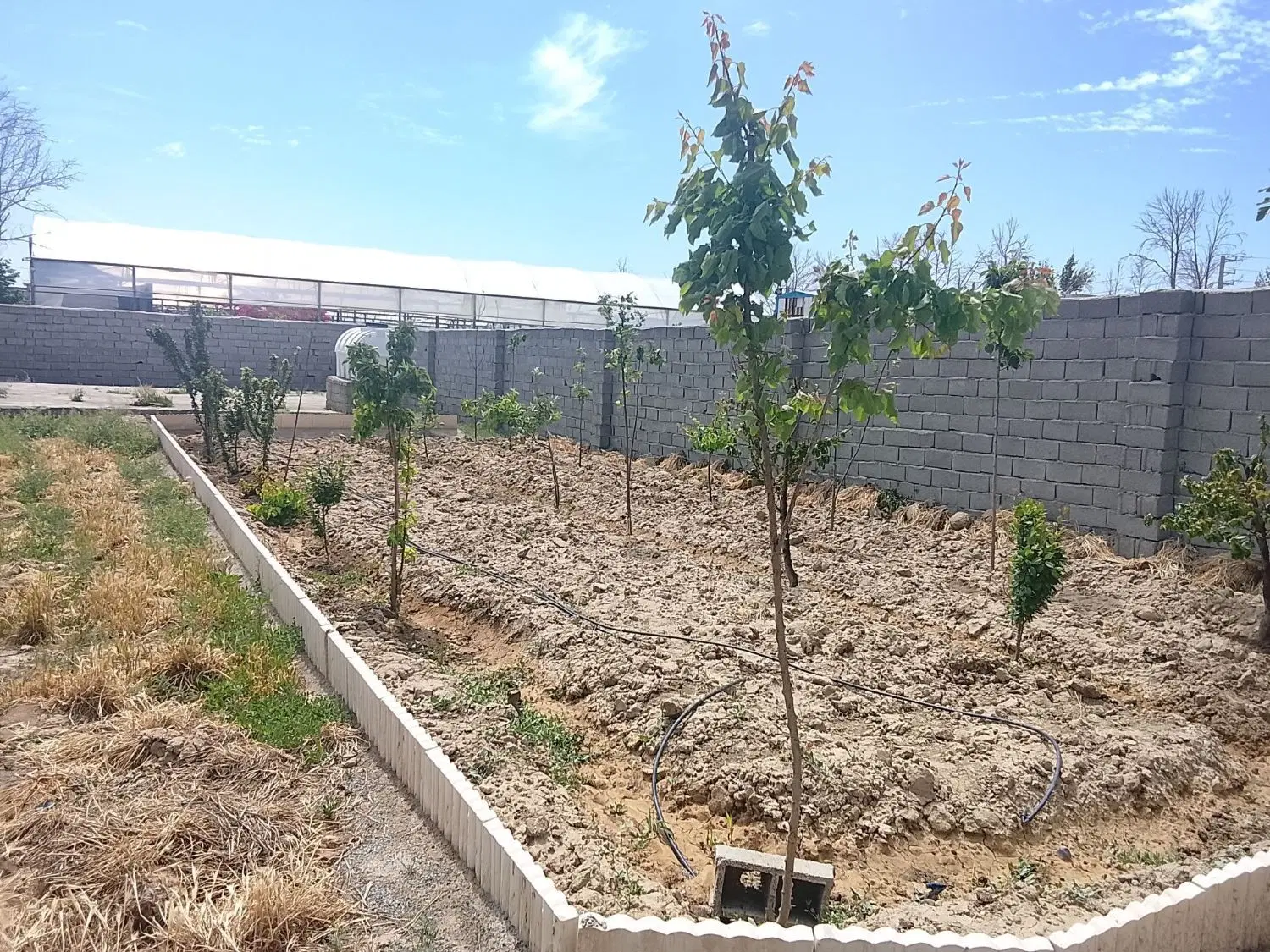 باغچه سند تک برگ