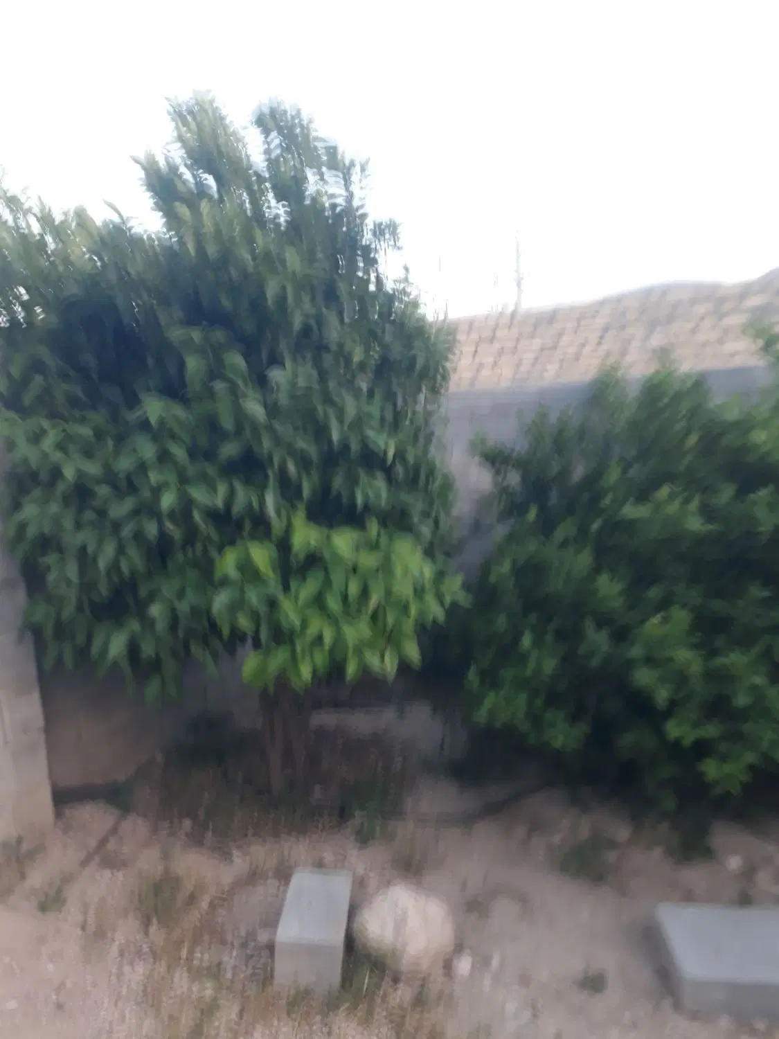 فروش باغ شهری