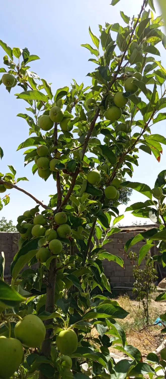 زمین عرب آباد کوه *هشتگرد