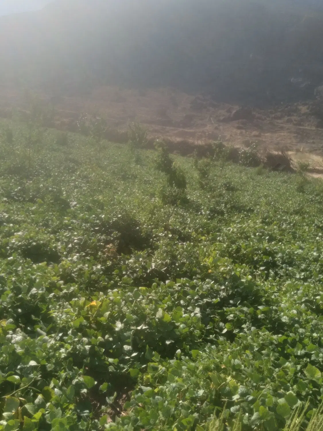 باغ ازنا سگوند