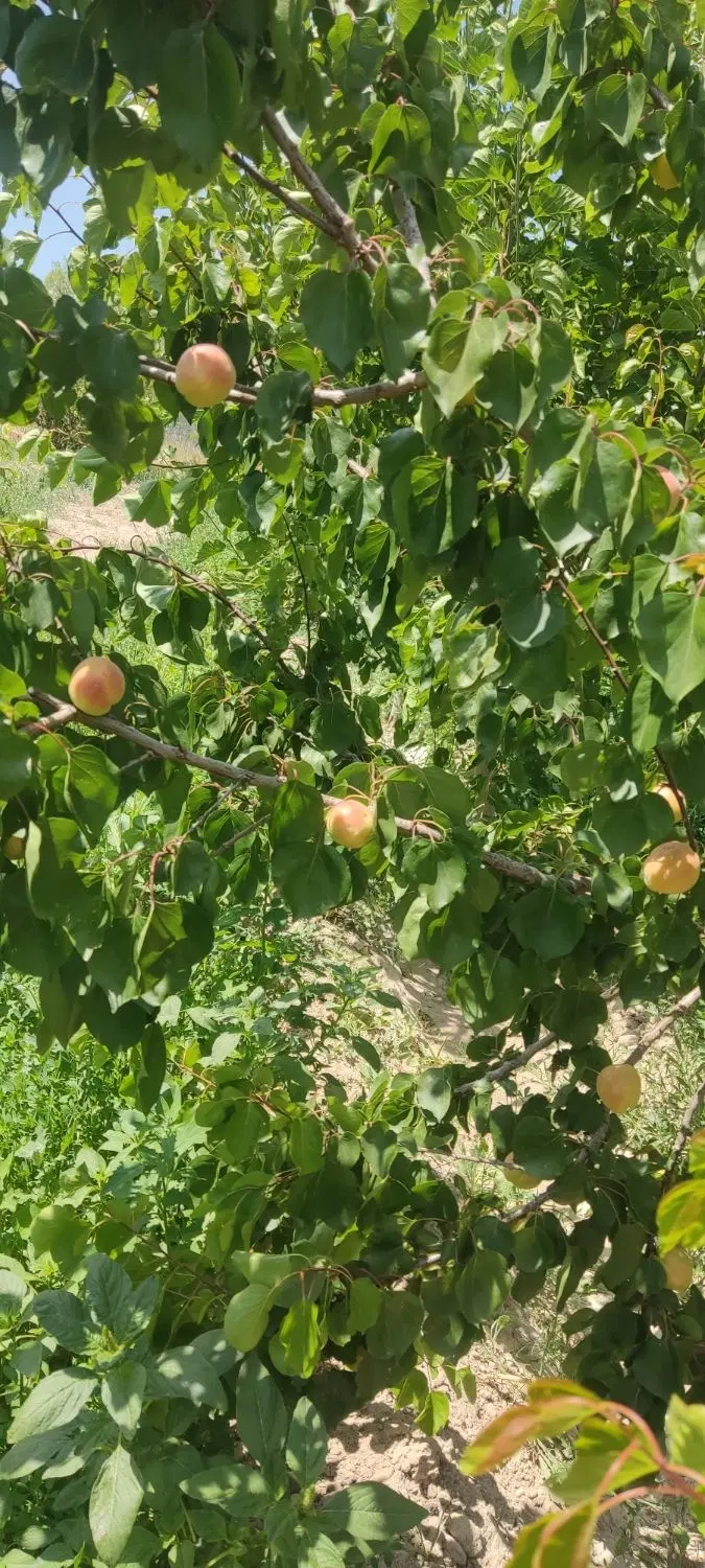 باغ ویلایی در سعید آباد