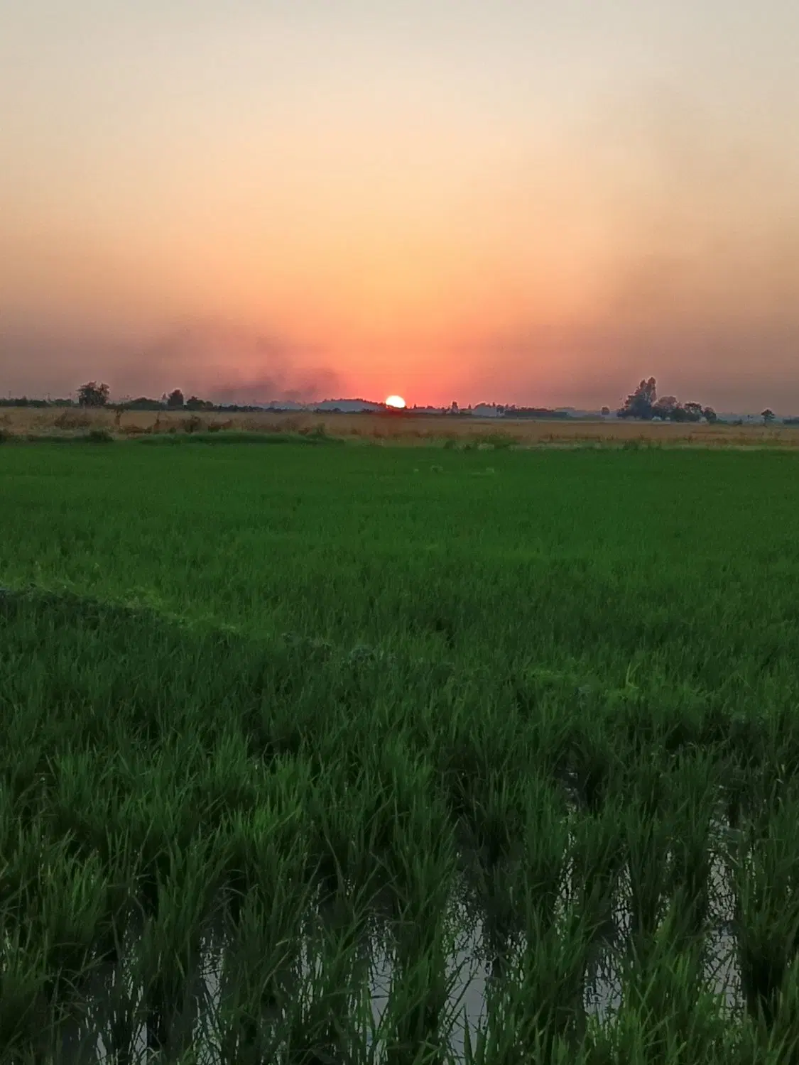 زمین کشاورزی اجاره