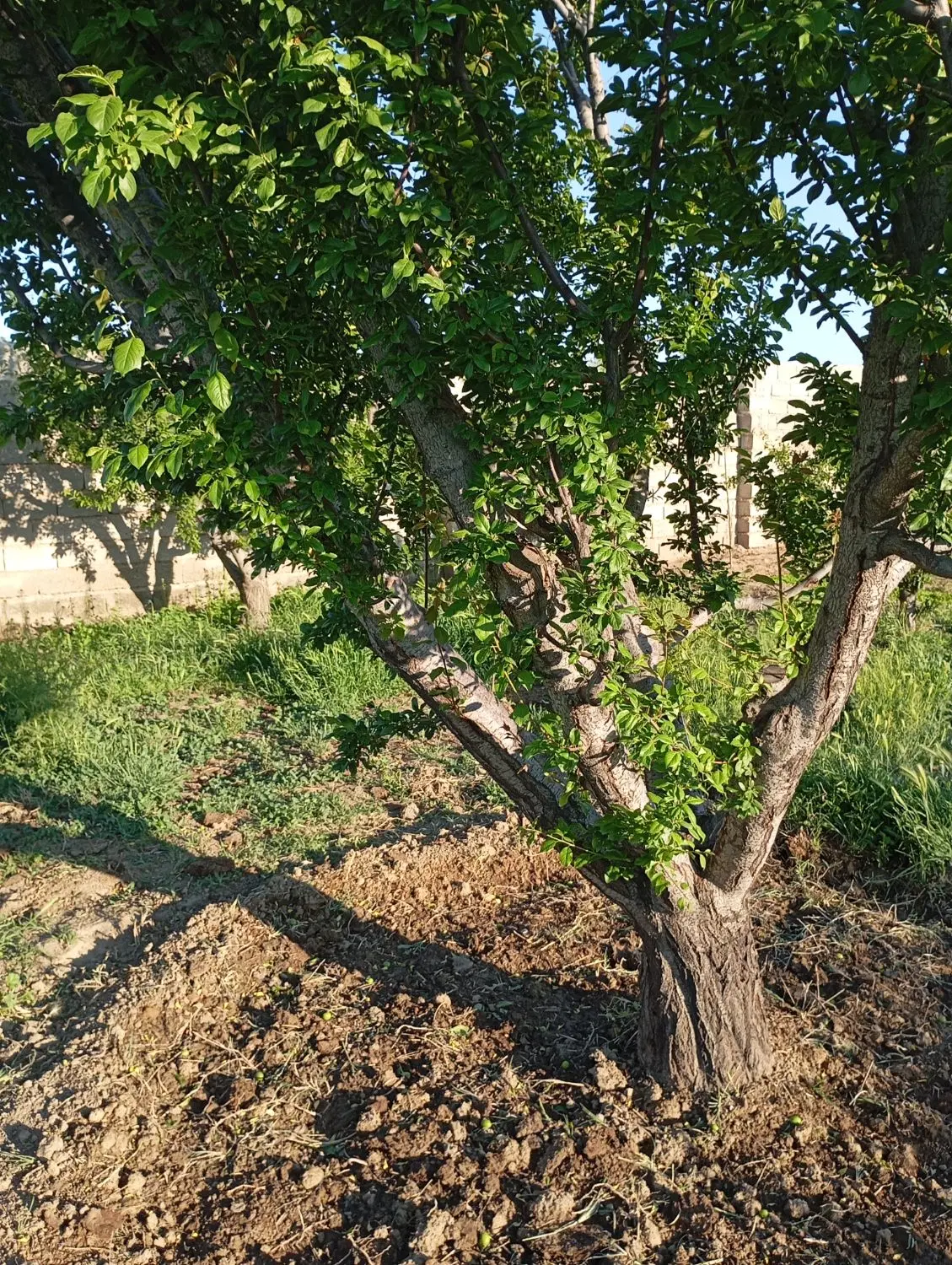 باغ فروشی
