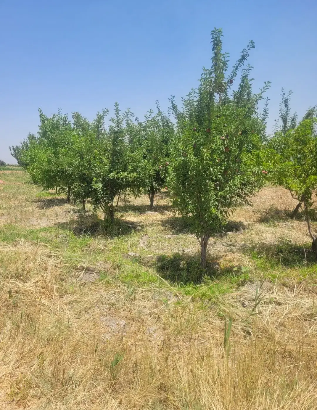 فروش زمین به متراژ ۲۰۰۰ متر مربع درغفاربهی ارومیه