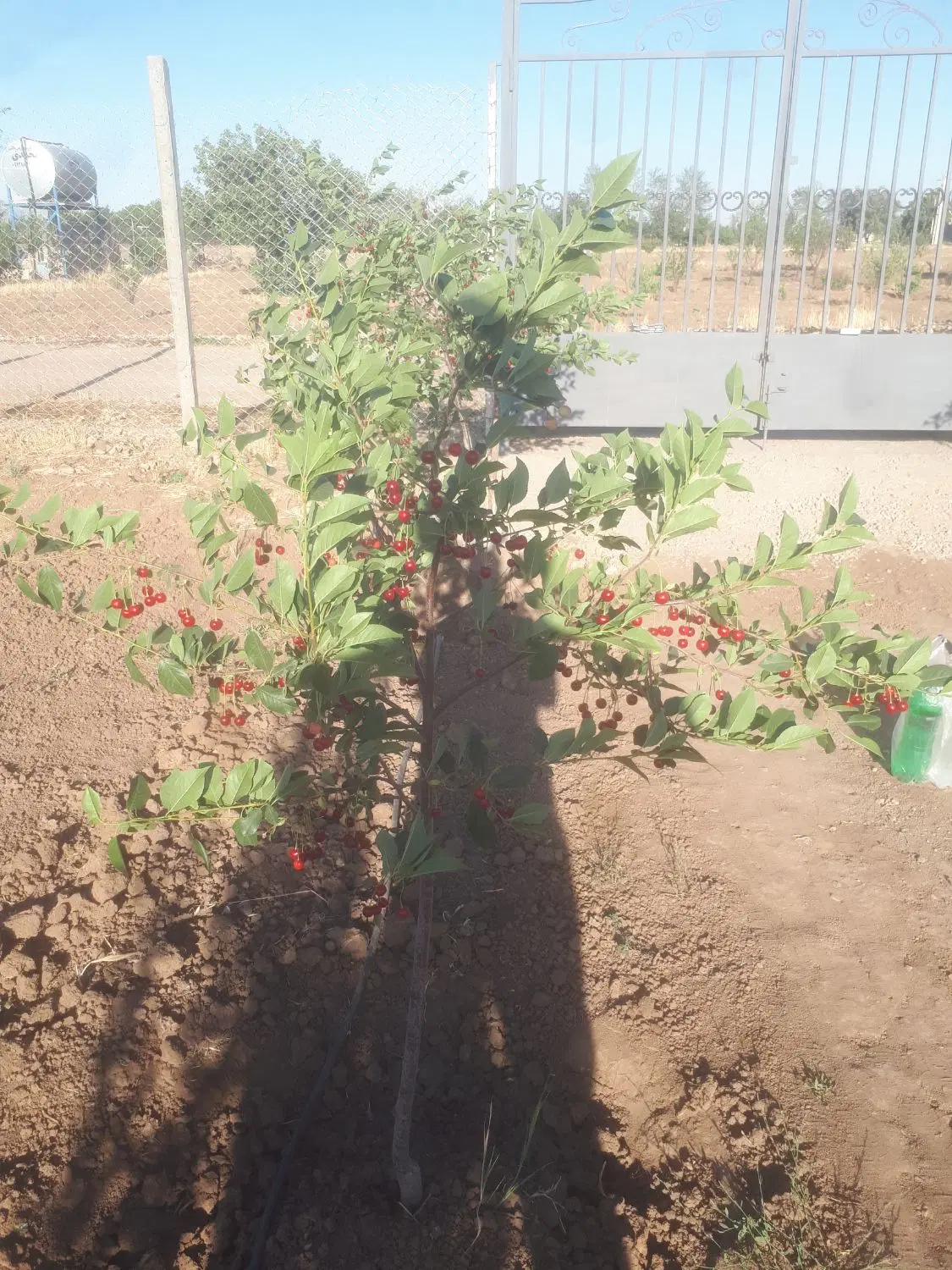 معاوضه با آپارتمان و فروش نقدی