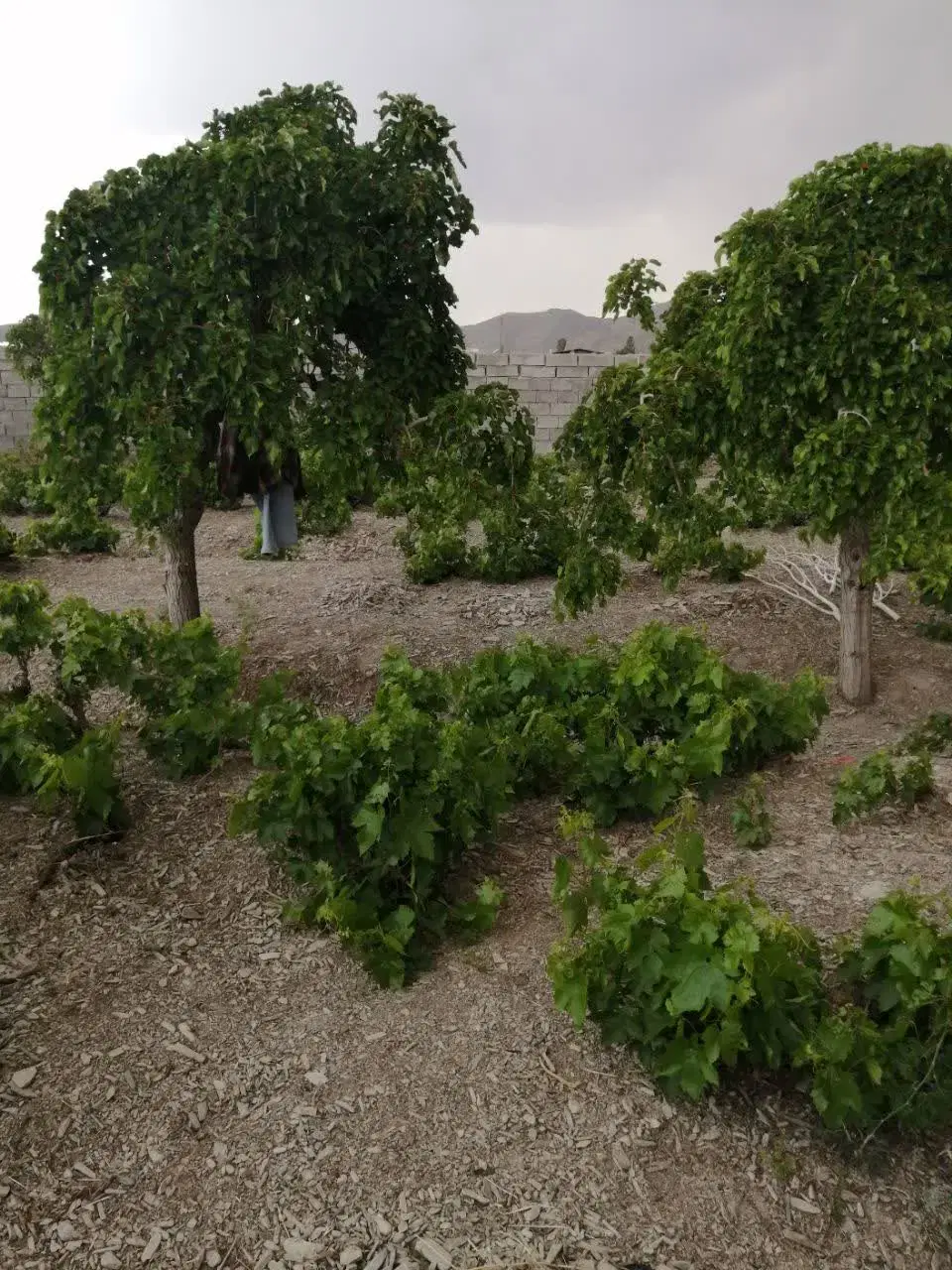 چهاردیواری سند دار ولی آباد مرزگران