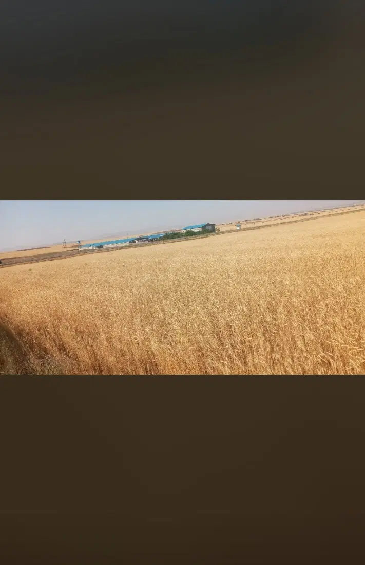فروش ۲قطعه زمین کشاورزی .همدان
