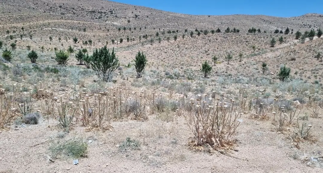 منابع طبیعی فاز یک نیاوران قصر سبز