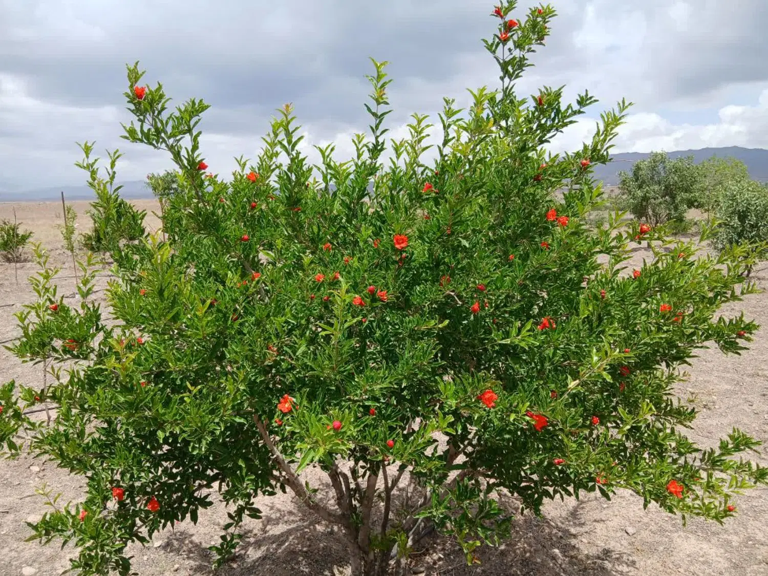 ۲۰۰۰متر باغ در گلدشت (تانکرآباد)