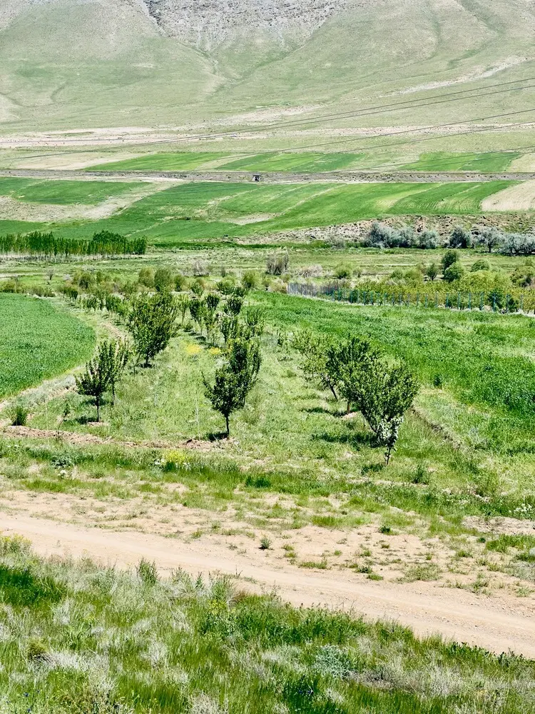 فروش باغ با درخت های سه ساله آستانه