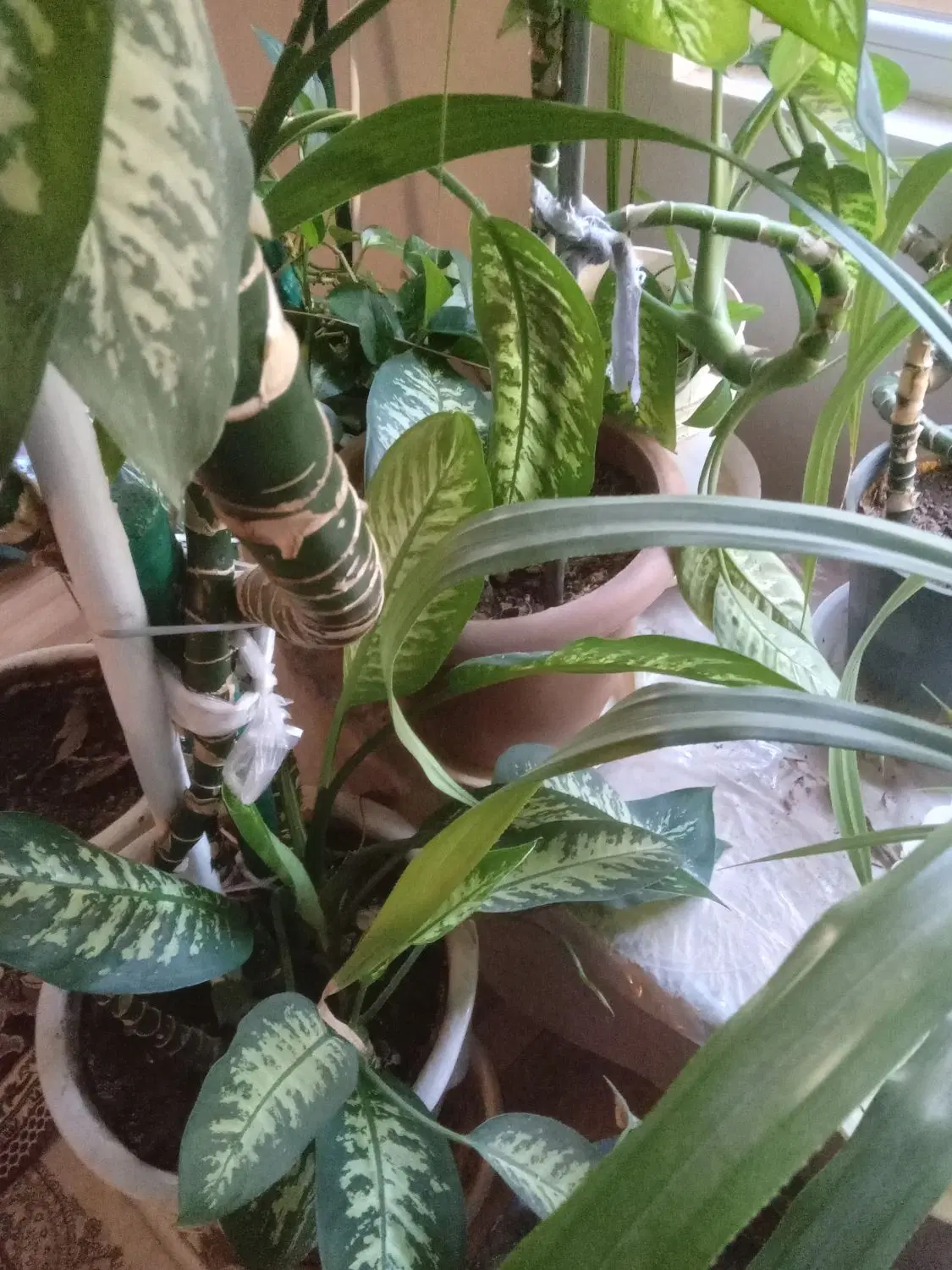 باغ آبیاری مرکزی قطره ای