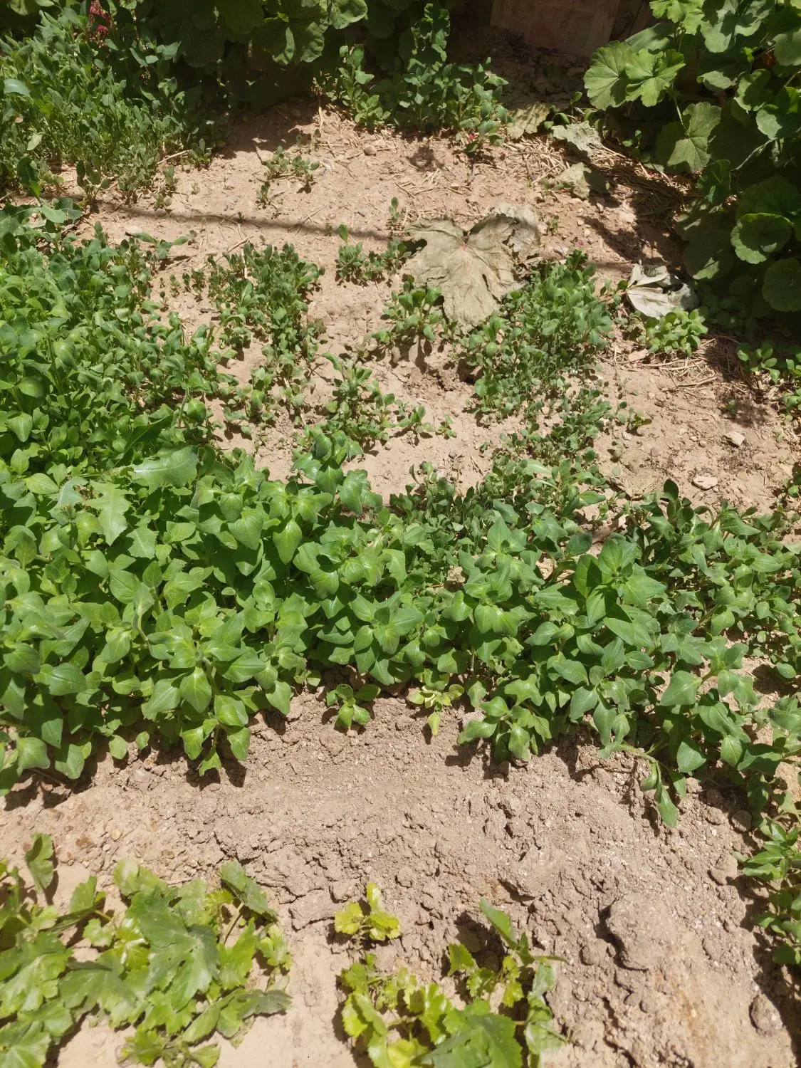 زمین مسکونی