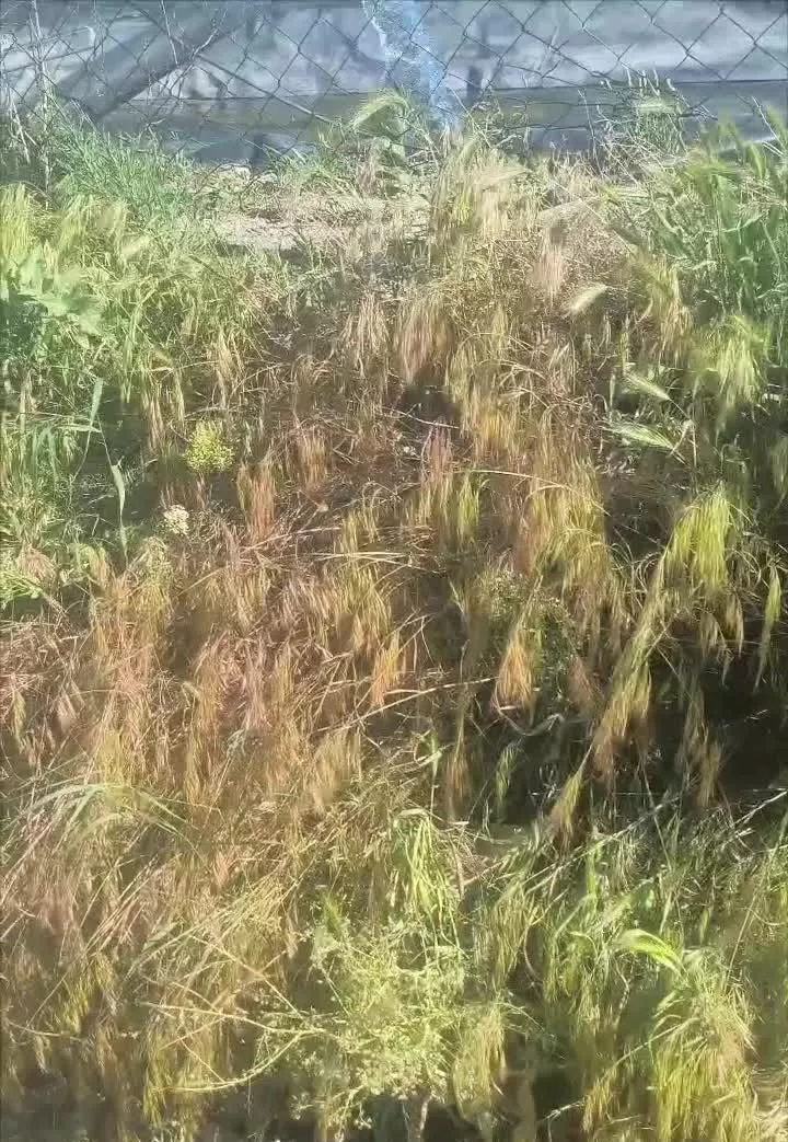 تنهاتر زمین کشاورزی ارزنده و آبی با ماشین مدل بالا