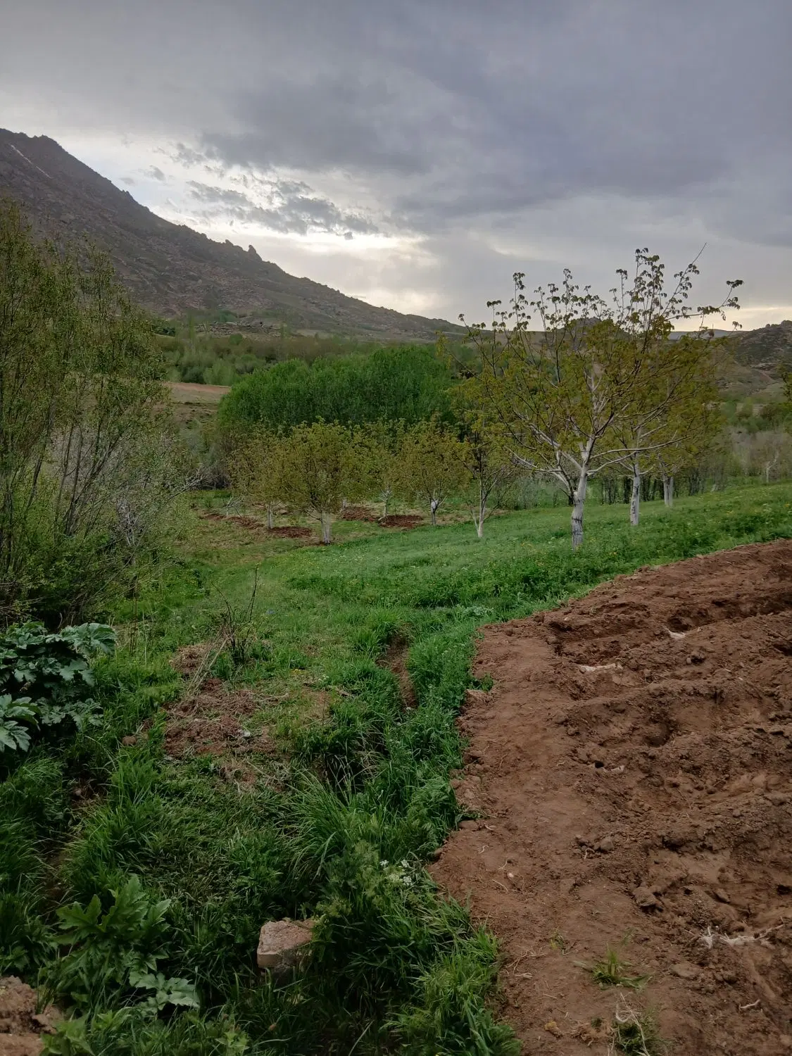 زمین و باغ