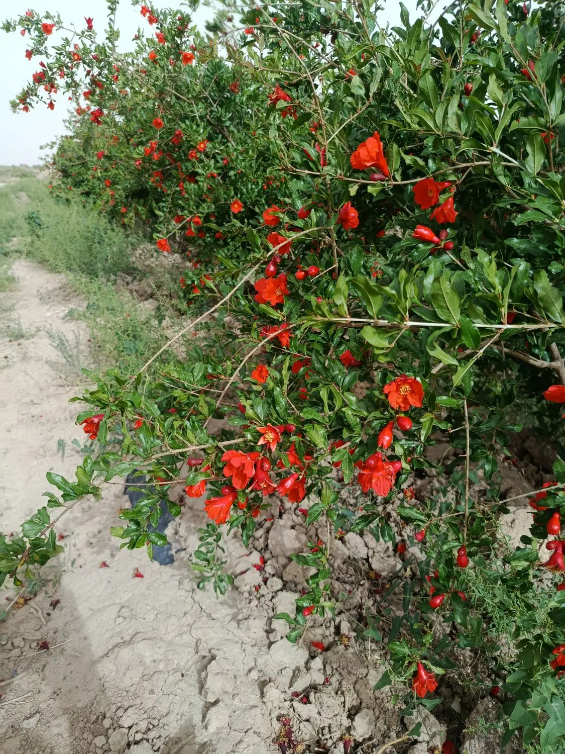 باغ فروشی ۱۰۰۰ متری در الوسجرد