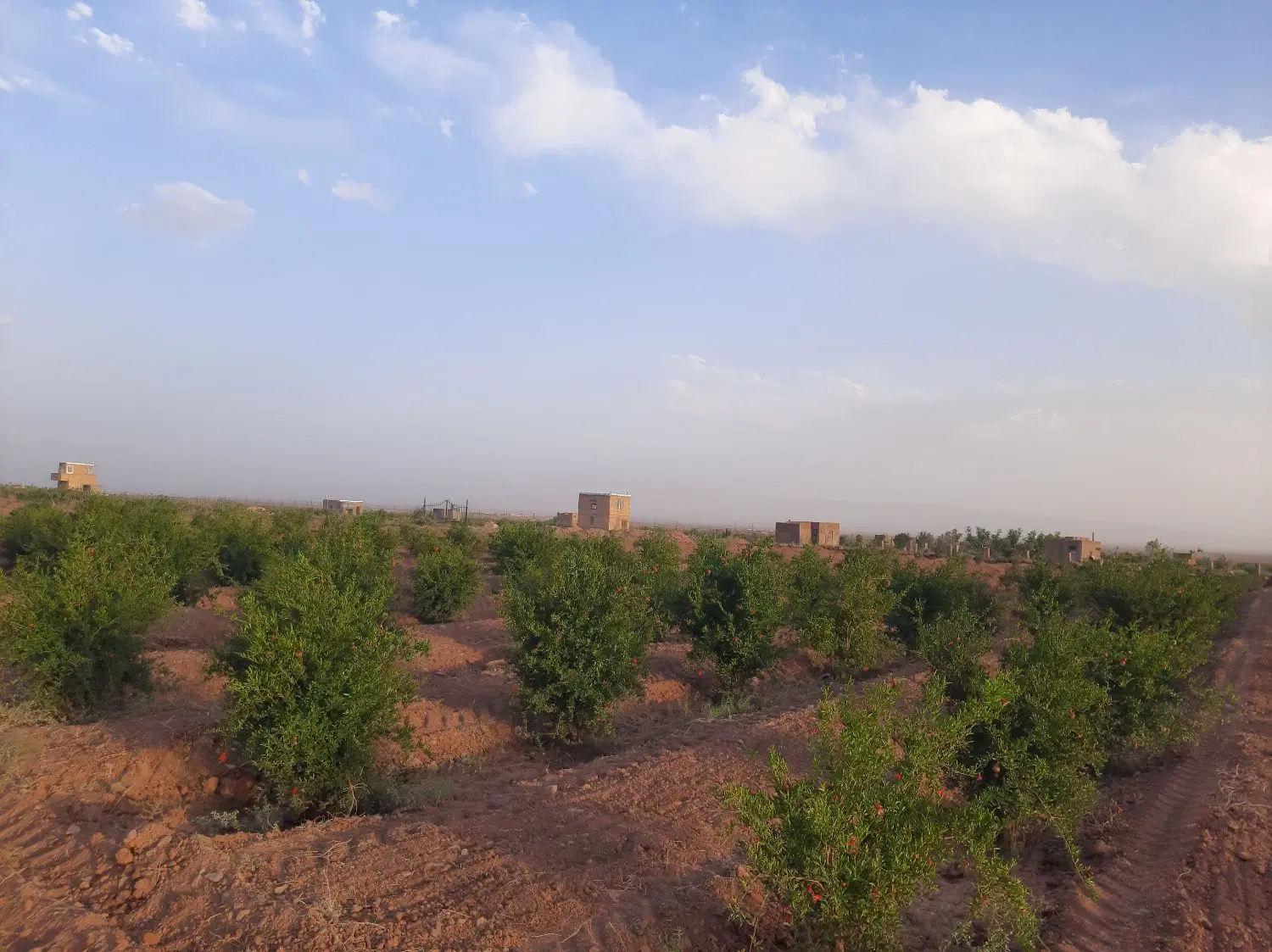باغ انار (انارستان)