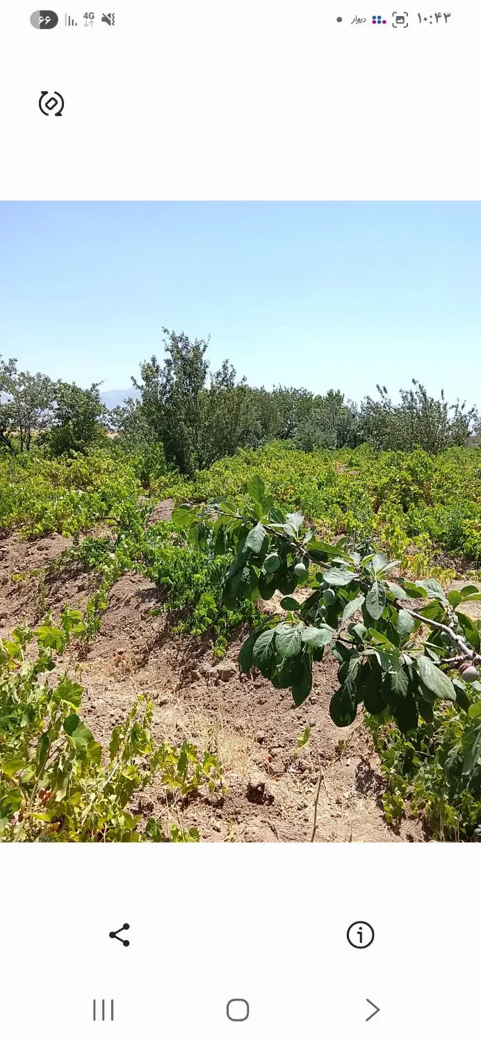 باغ انگور و میوه