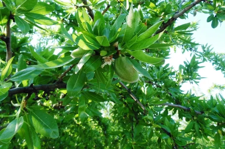 یک هکتار باغ در مامونیه