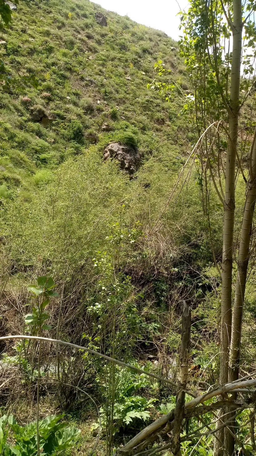زمین