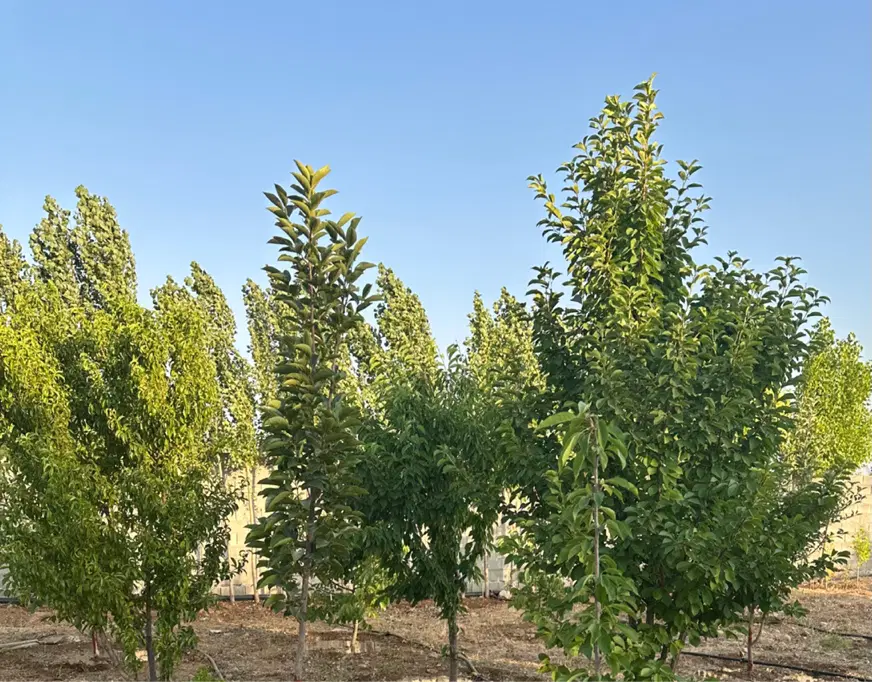 فروش باغ هماشهر با برق و اب