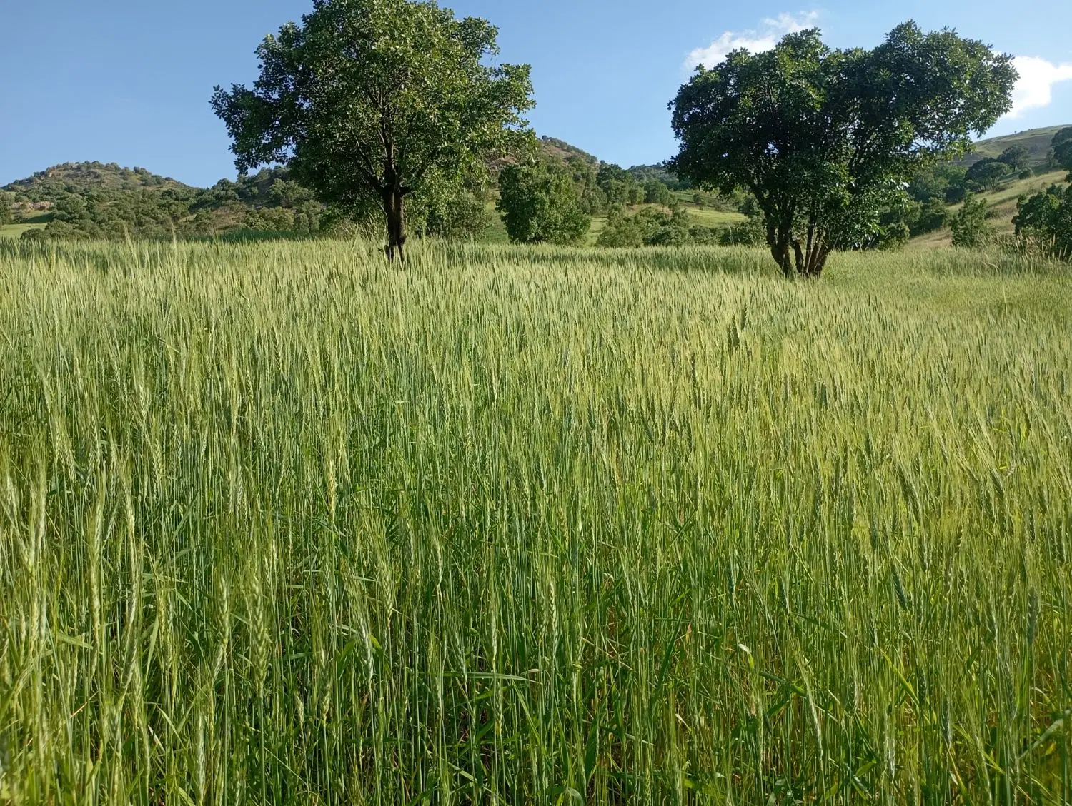 زمین کشاورزی