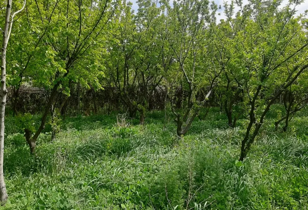 فروش زمین باغچه