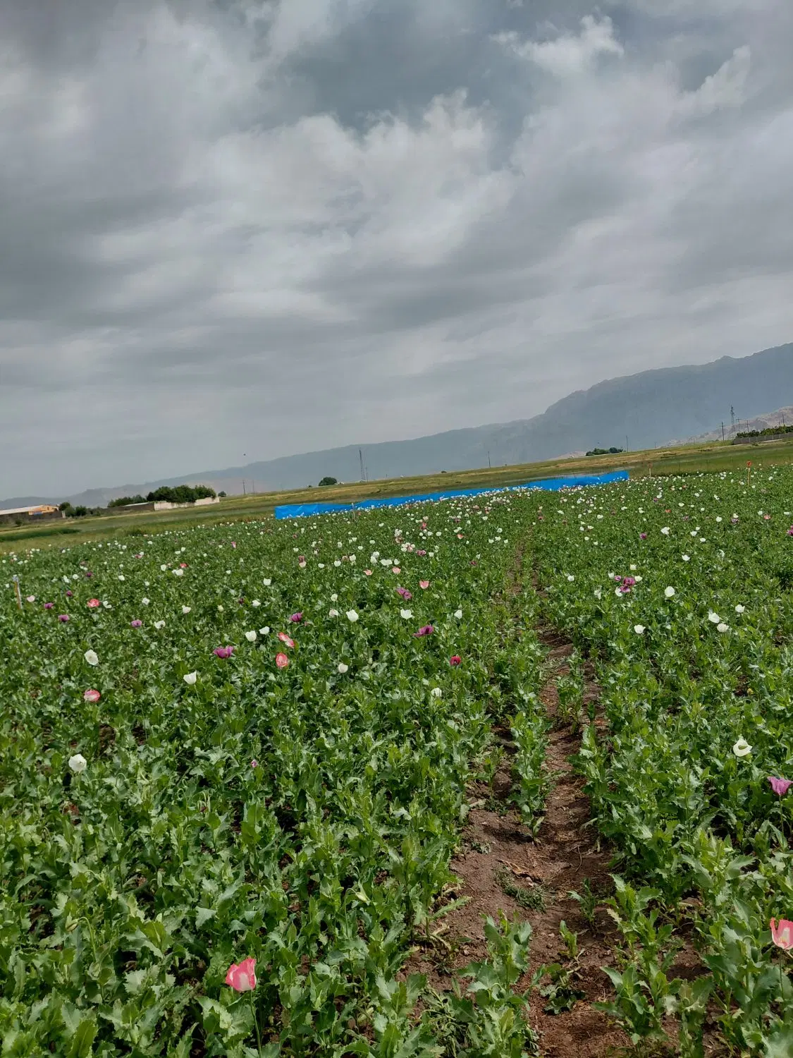 زمین کشاورزی