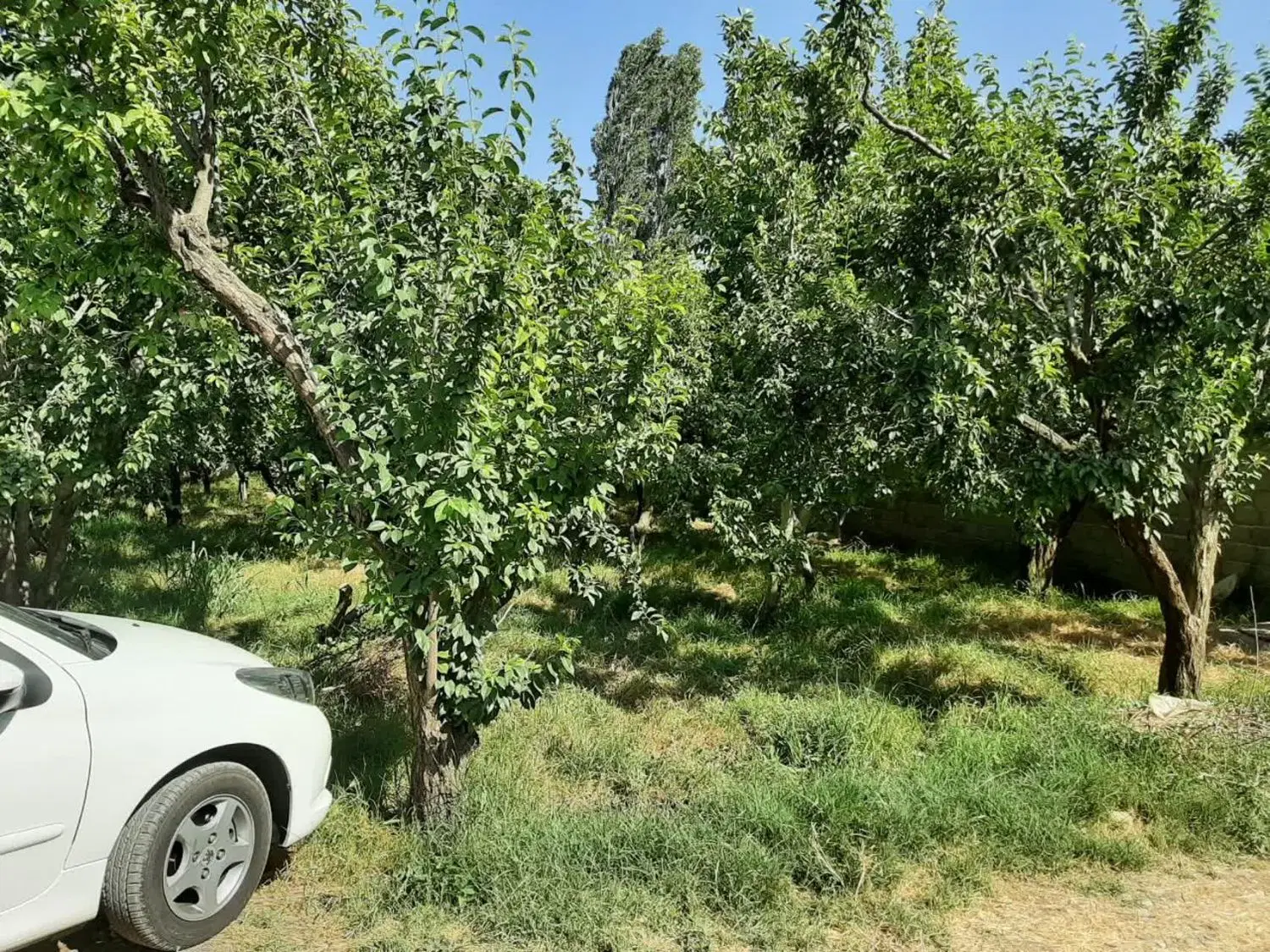 ۴۶۳ متر زمین خوش قواره