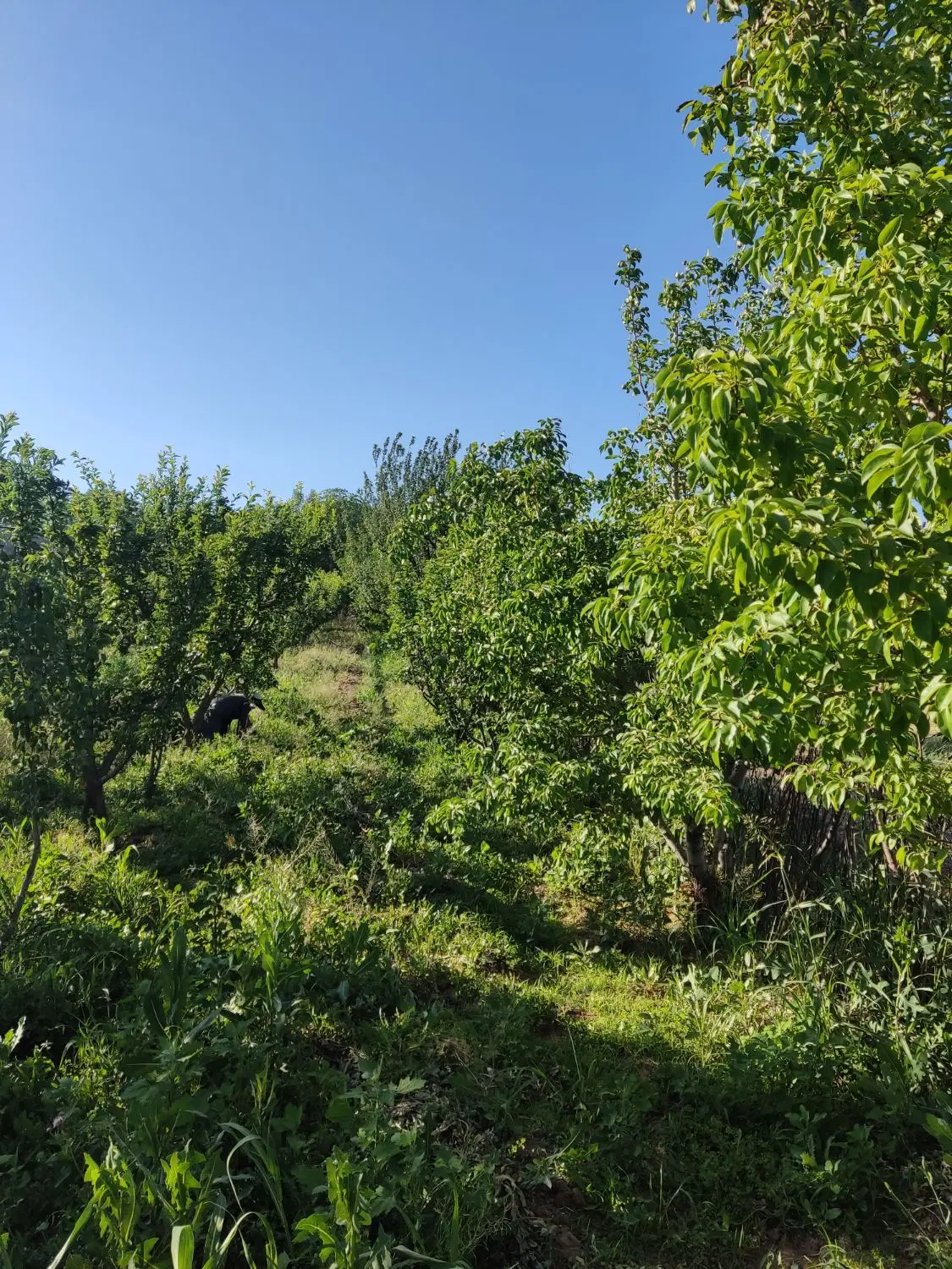 باغ جاده فارسیان