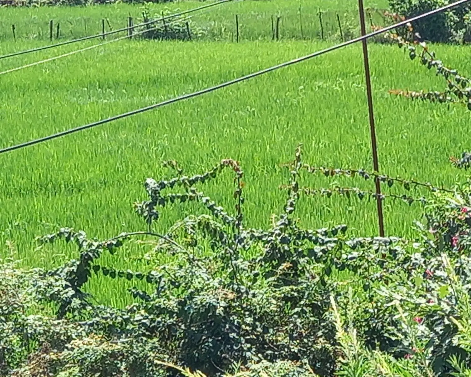 فروش زمین باغی
