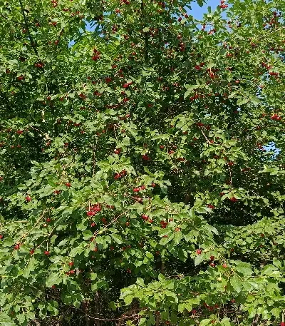 زمین باغی زمین کشاورزی