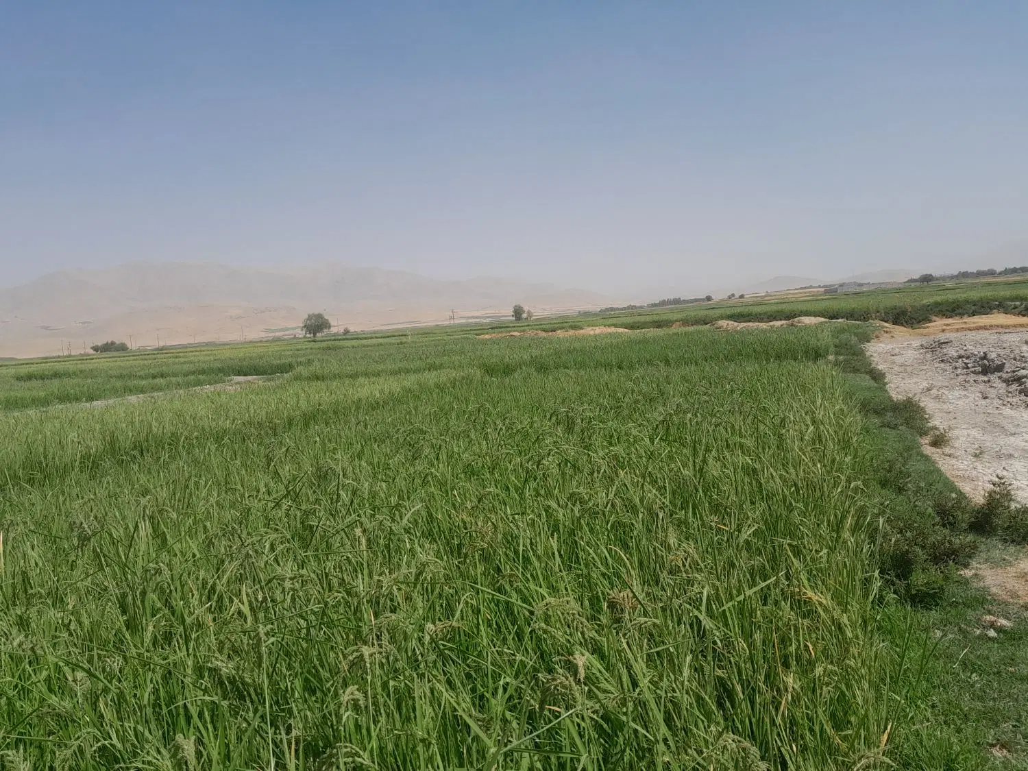 زمین کشاورزی