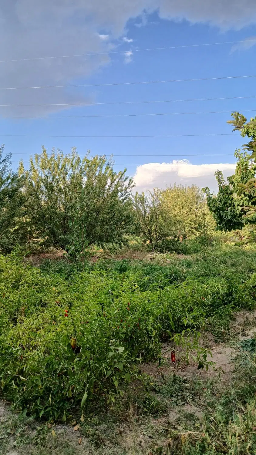 باغ بزرگ آباد