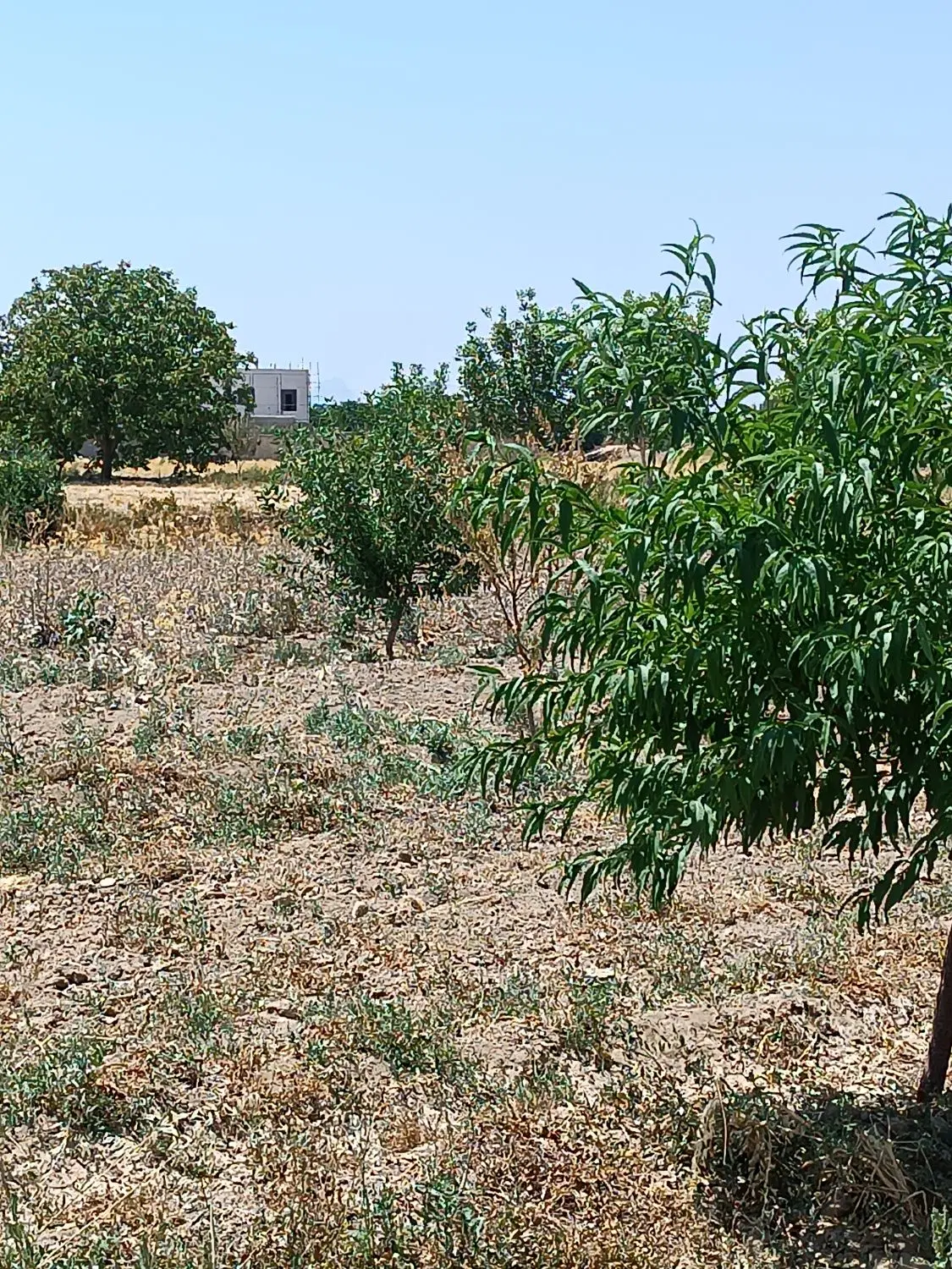 باغ روستای رازان 3000متر